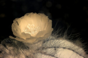 Cactus Ralph A. Croning